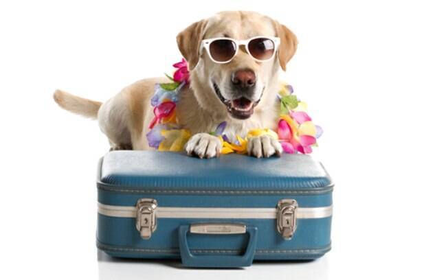 Você já ouviu falar no passaporte canino?          