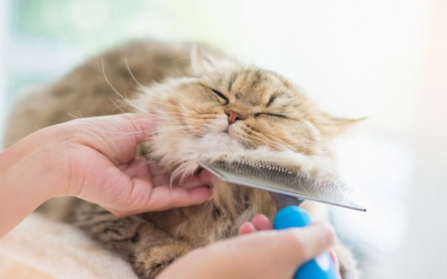 6 tipos de escovas para remover pelos de gatos