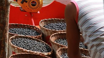 Caf%C3%A9%20de%20a%C3%A7a%C3%AD%20fortalece%20e%20conquista%20consumidores