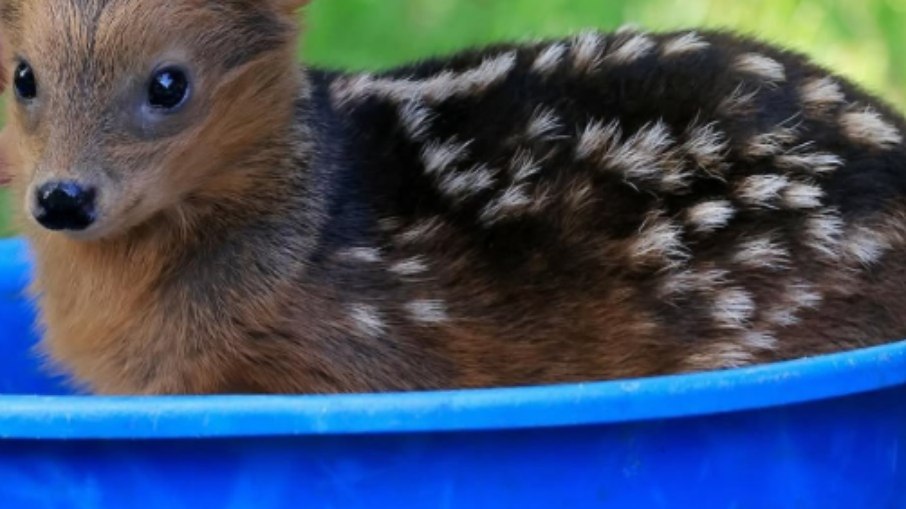 Com olhos grandes, pernas curtas e menos de meio metro de altura, o pudu-do-norte conquista a internet e o título de menor cervo do mundo