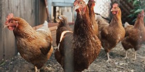 Mais de 100 aves morrem de gripe aviária em fazenda de Goiás