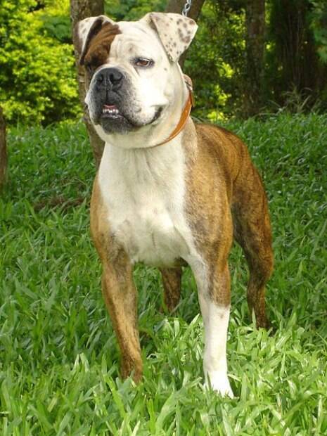 Masculino Fila Brasileiro Raça Cachorro Brasil fotos, imagens de