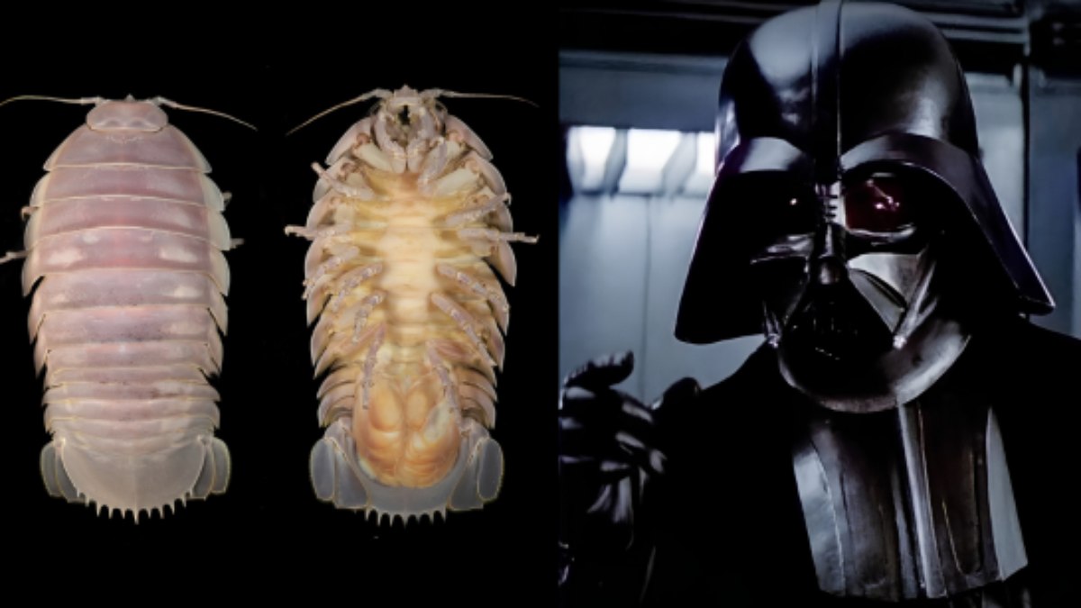 O Bathynomus vaderi é uma espécie de isópode gigante marinho batizada em homenagem ao vilão Darth Vader, de 'Star Wars' O Bathynomus vaderi é uma espécie de isópode gigante marinho batizada em homenagem ao vilão Darth Vader, de 'Star Wars'
