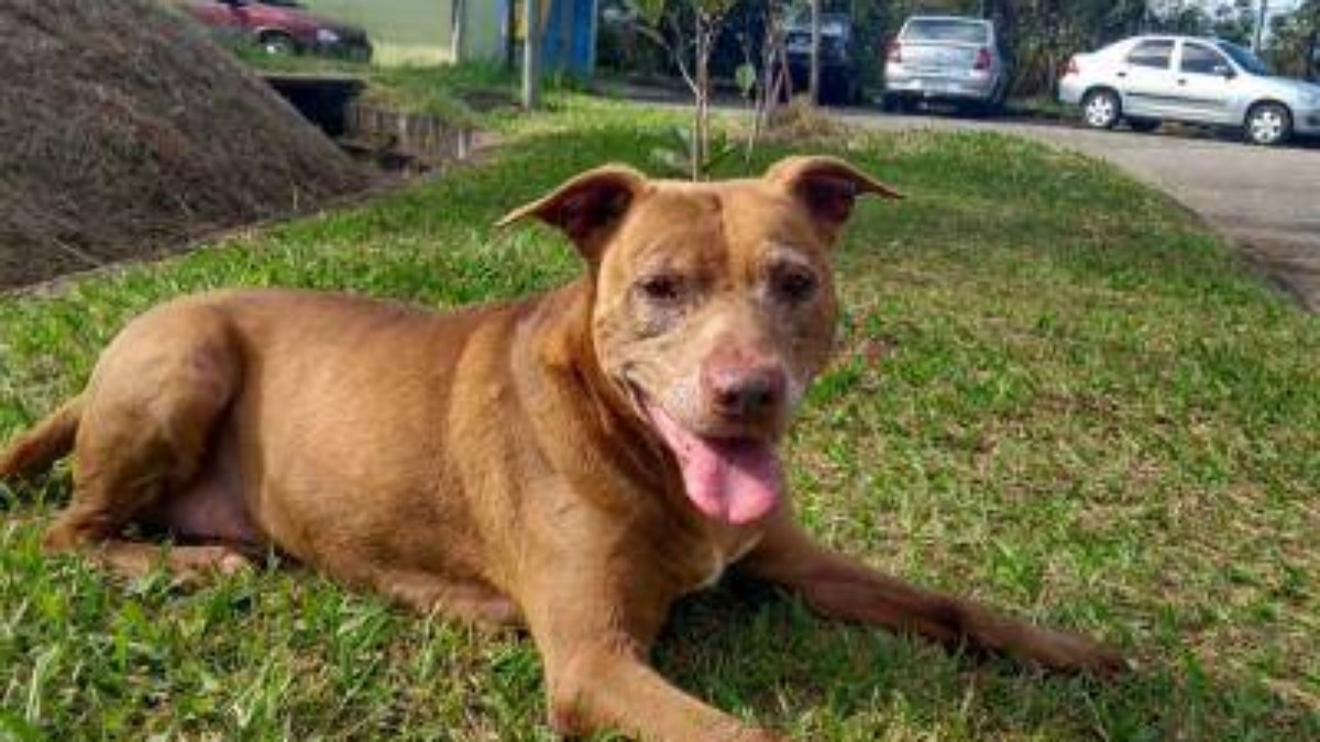 O evento acontece das 9h às 12h na tenda verde do Bosque Maia.