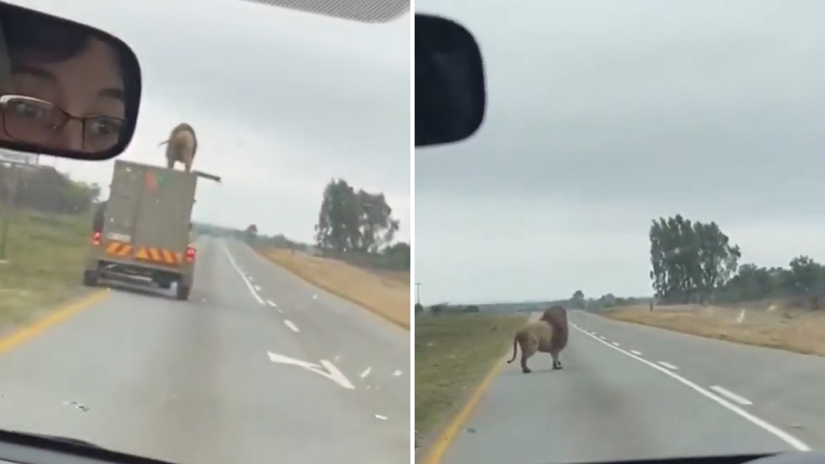 Leão pula de caminhão em movimento e escapa; assista
