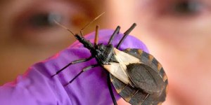 Doença de Chagas mata 14 mil por ano; veja situação no Brasil