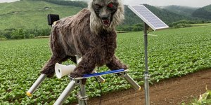 Lobo robô feito para espantar ursos tem grande demanda de compras