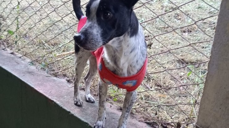 Evento em Valinhos incentiva adoção de pets adultos