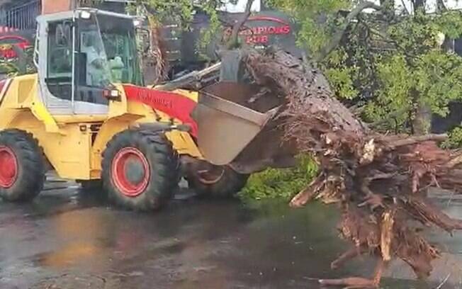 Chuva rápida em Campinas causa a queda de duas árvores