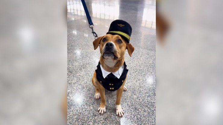 Cadela resgatada ganha nova vida como mascote em aeroporto