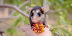 O que fazer ao encontrar um saruê em casa?