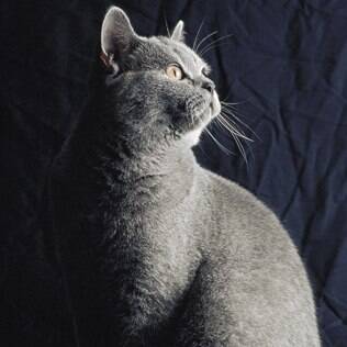 Gato Chartreux - undefined