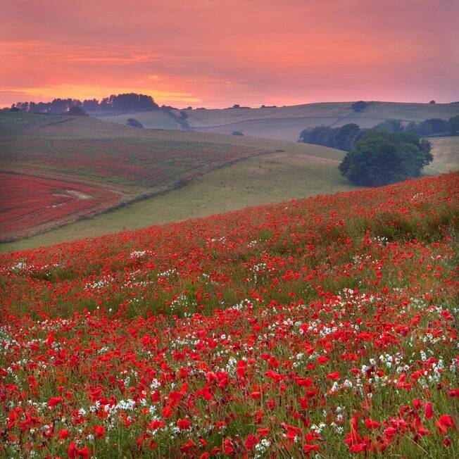 Linda Nunn, diretora da reserva natural de Cranborne Chase, observou que metade da beleza das paisagens está no céu Campo de flores de papoula em Cranborne Chase no por do sol