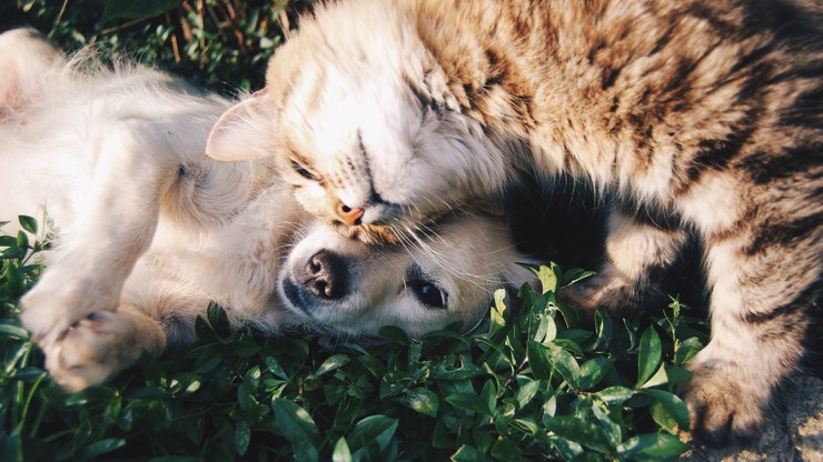 Shopping promove feira de adoção de cães e gatos em SP