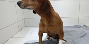 Maus-tratos contra animais é crime; entenda mudança na Lei