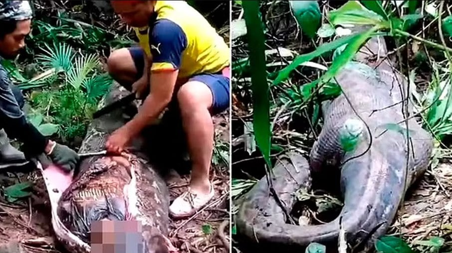 Mulher foi engolida por uma cobra na Indonésia