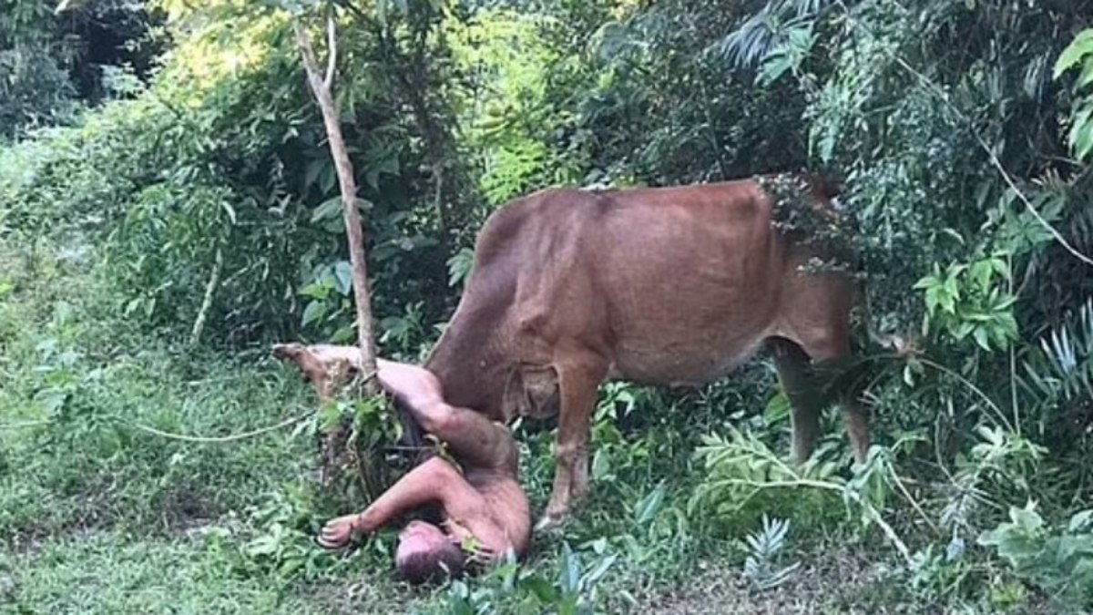  Homem é atacado por vaca após tentativa de abuso