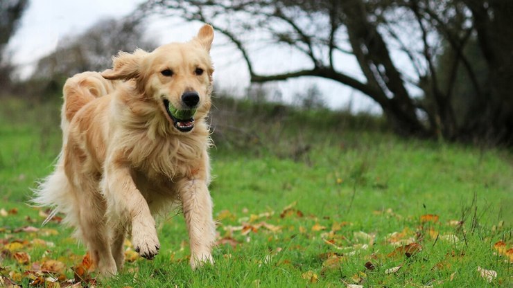 10 mitos sobre os cães da raça golden retriever