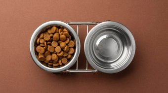 Comedouros elevados pelos melhores preços