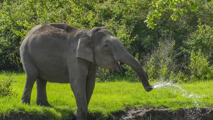 Elefante-asiático Elefante-asiático