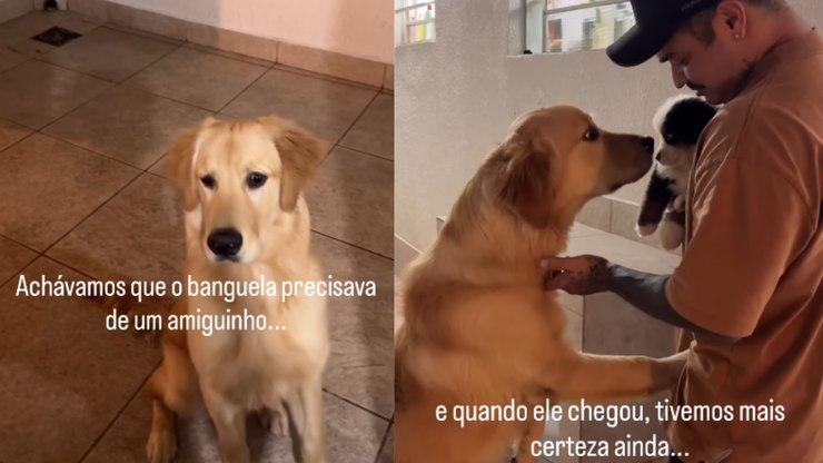 Golden demonstra curiosidade ao conhecer filhote recém-chegado