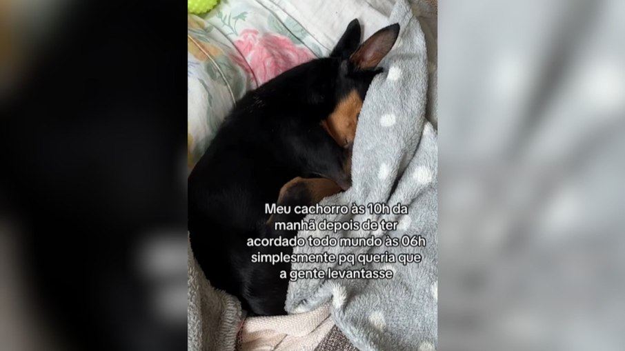 Pinscher acorda a casa às 6h e volta a dormir sem culpa Pinscher acorda a casa às 6h e volta a dormir sem culpa