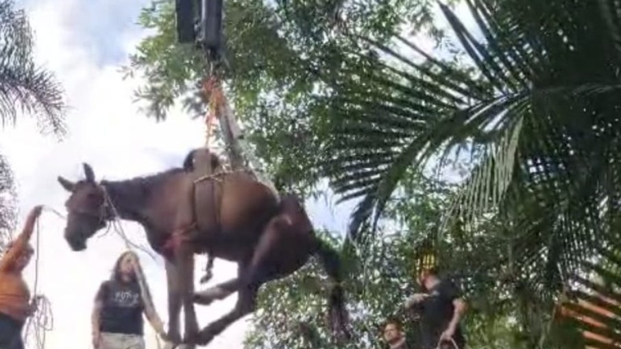 Animal estava em cima de uma casa no bairro Caraguava, em Peruíbe Animal estava em cima de uma casa no bairro Caraguava, em Peruíbe