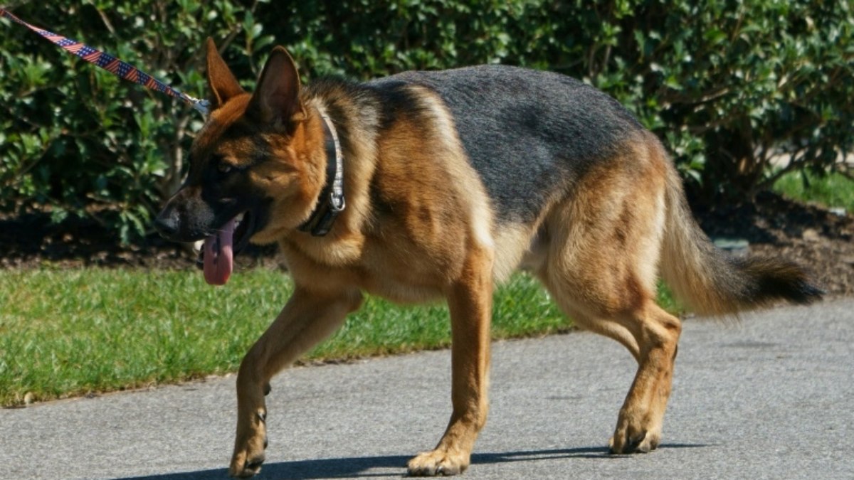 Republicana irrita Casa Branca por pedir morte de cão de Biden