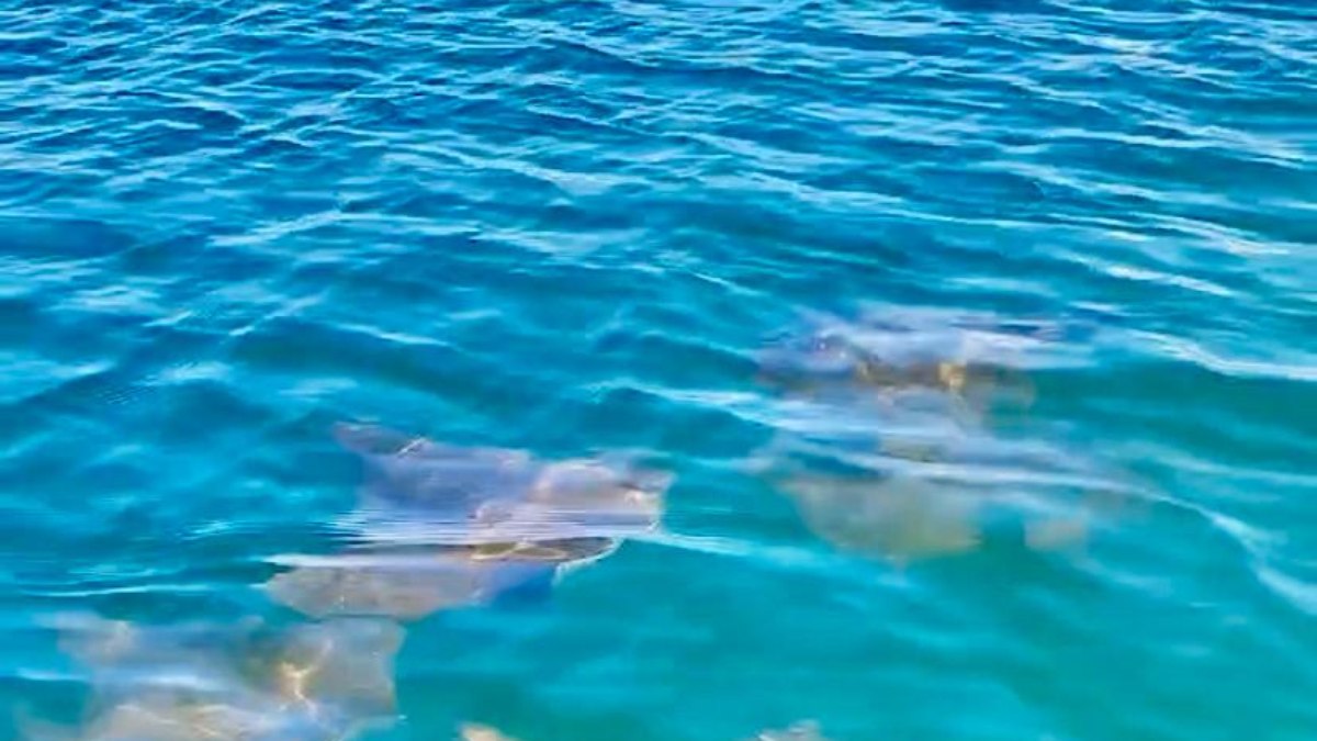 Cardumes foram flagrados no mar na praia do Canto do Forte