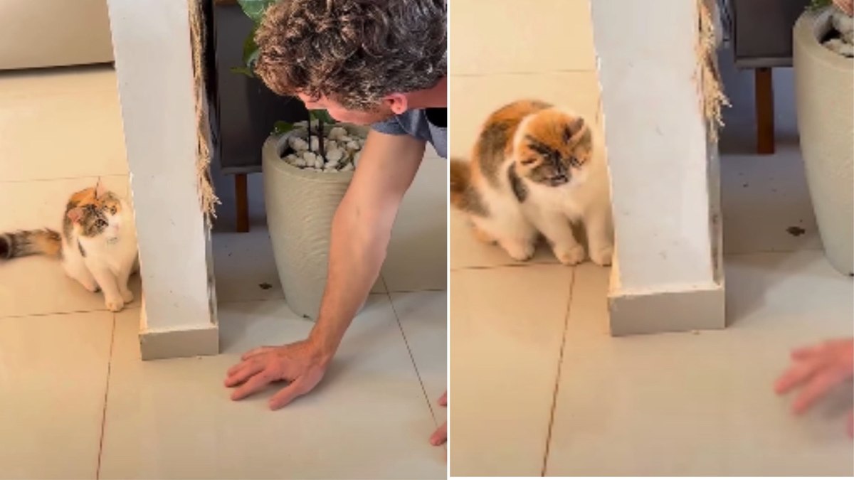 Gatinha transforma sustos em brincadeira diária com os tutores