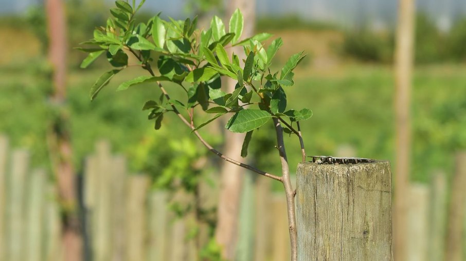 Niterói inicia maior plantio urbano de frutas do Brasil em parque