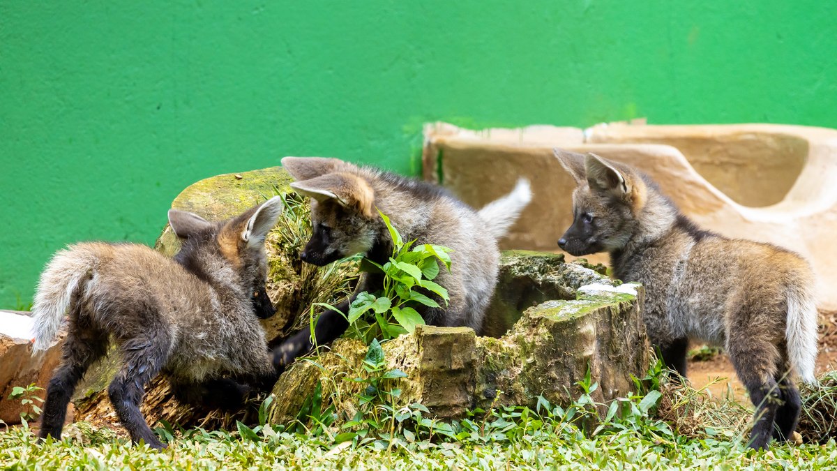 Filhotes de lobo-guará do Zoo de SP recebem nomes de frutas - QTU Questões do Universo