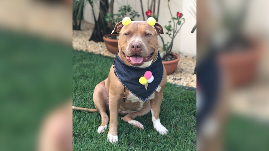 Pitbull Zara quebra estereótipos Pitbull Zara quebra estereótipos