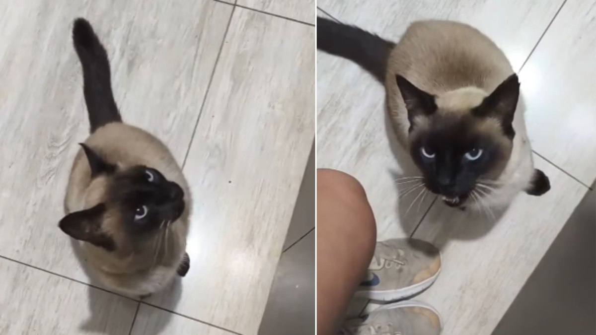 Gato invade casa, se recusa a sair e ainda dá mordida na moradora