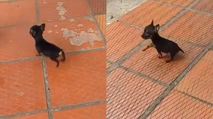 Cão viraliza pelo tamanho e web se derrete: "Adorável"