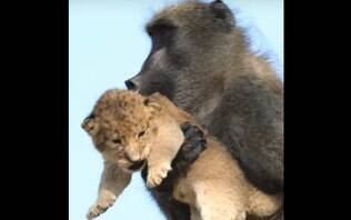 Cena De Rei Leao E Recriada Por Babuino Carregando Filhote Realidade E Cruel Meio Ambiente Ig