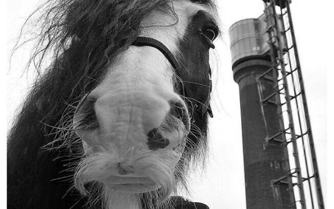 Esses cavalos possuem um gene específico que faz com que tenham bigode