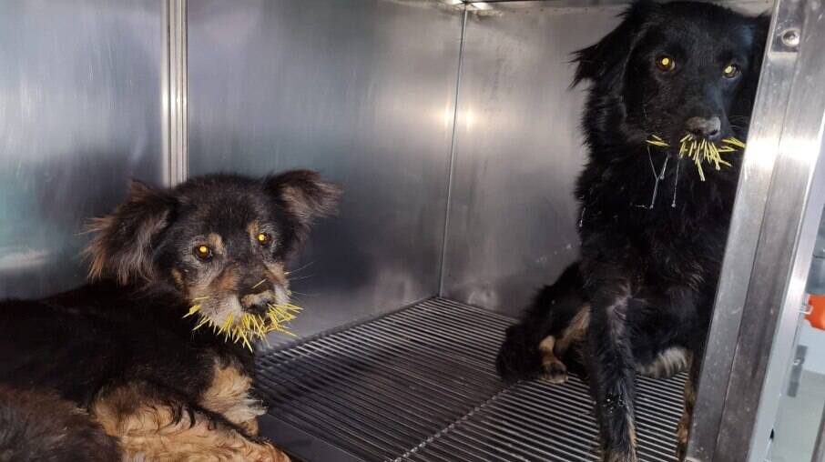Cães do abrigo para animais 'Pancinha Feliz' precisaram de atendimento veterinário após confronto com porco-espinho