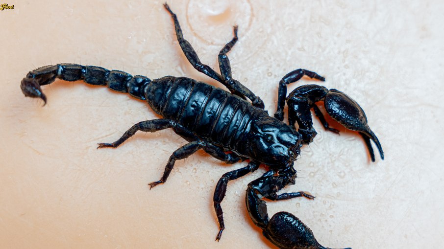 Escorpião