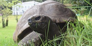 194 anos: Jonathan, o animal terrestre mais velho do mundo