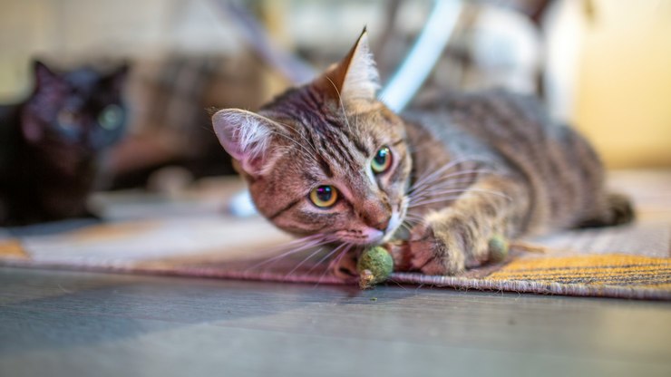 Gatos gostam mais de outra planta do que erva-de-gato, diz estudo