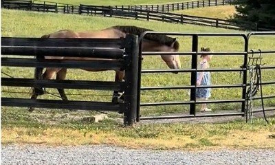 Cavalo se emociona ao ver garota pular a cerca para acariciá-lo