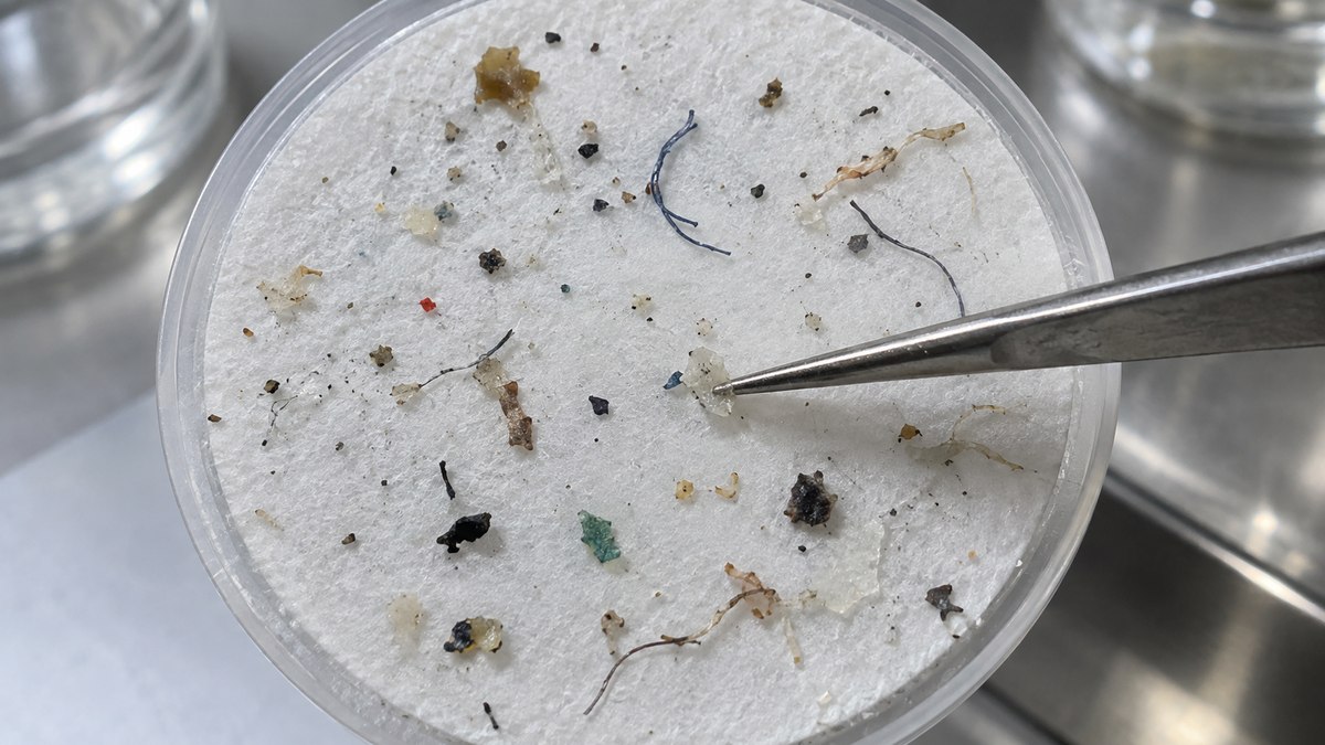 Microplásticos no sistema reprodutivo: cientistas encontraram material tóxico no sêmen, fluido folicular, placenta, líquido amniótico, cordão umbilical, sangue materno e mecônio