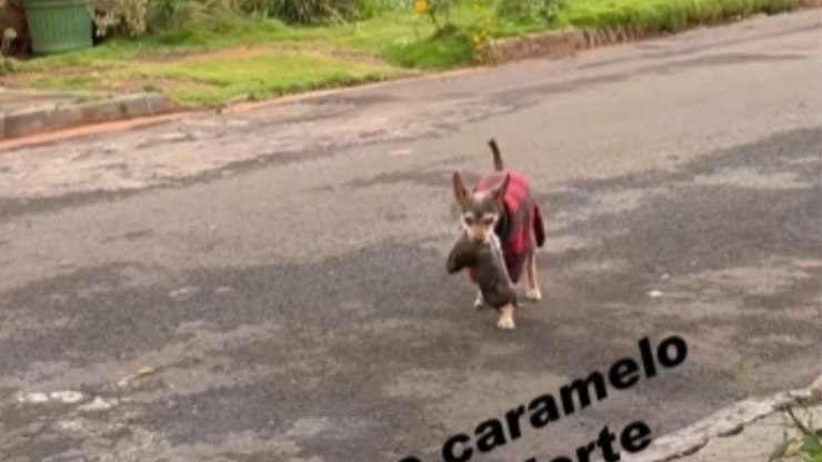 Caramelo%20sai%20%22desfilando%22%20com%20ratazana%20na%20boca%20