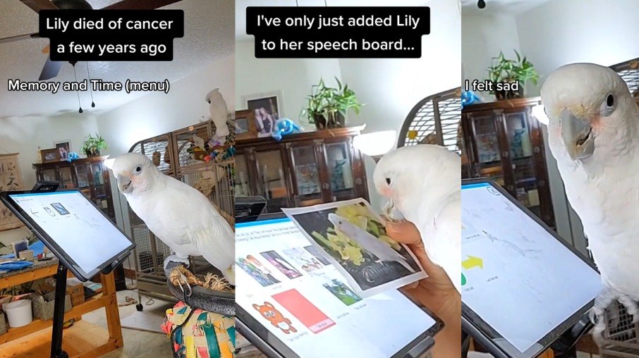 Ellie, a cacatua, diz sentir falta de sua amiga que morreu