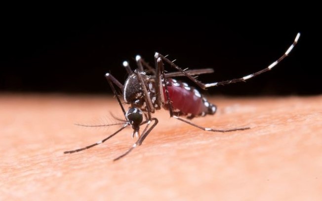 OMS quer Brasil como fornecedor internacional de vacinas da dengue