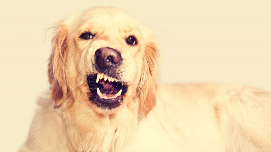 Por que alguns cães rosnam para certas pessoas? Por que alguns cães rosnam para certas pessoas?