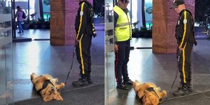 Cão farejador dorme em serviço e tenta disfarçar ao ver o chefe