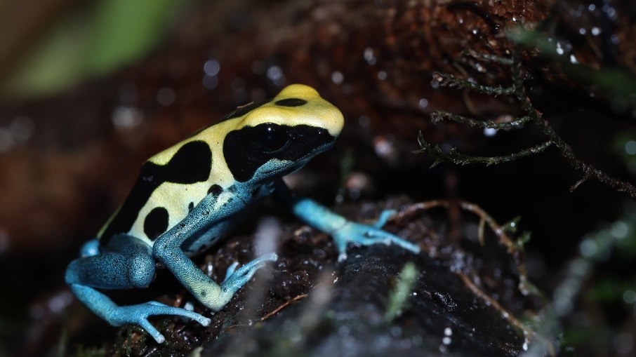 Sapo-flecha (Dendrobatidae)