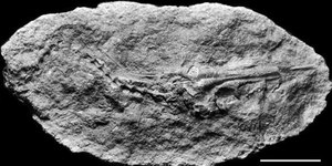 Peixe pré-histórico é descoberto por brasileiros